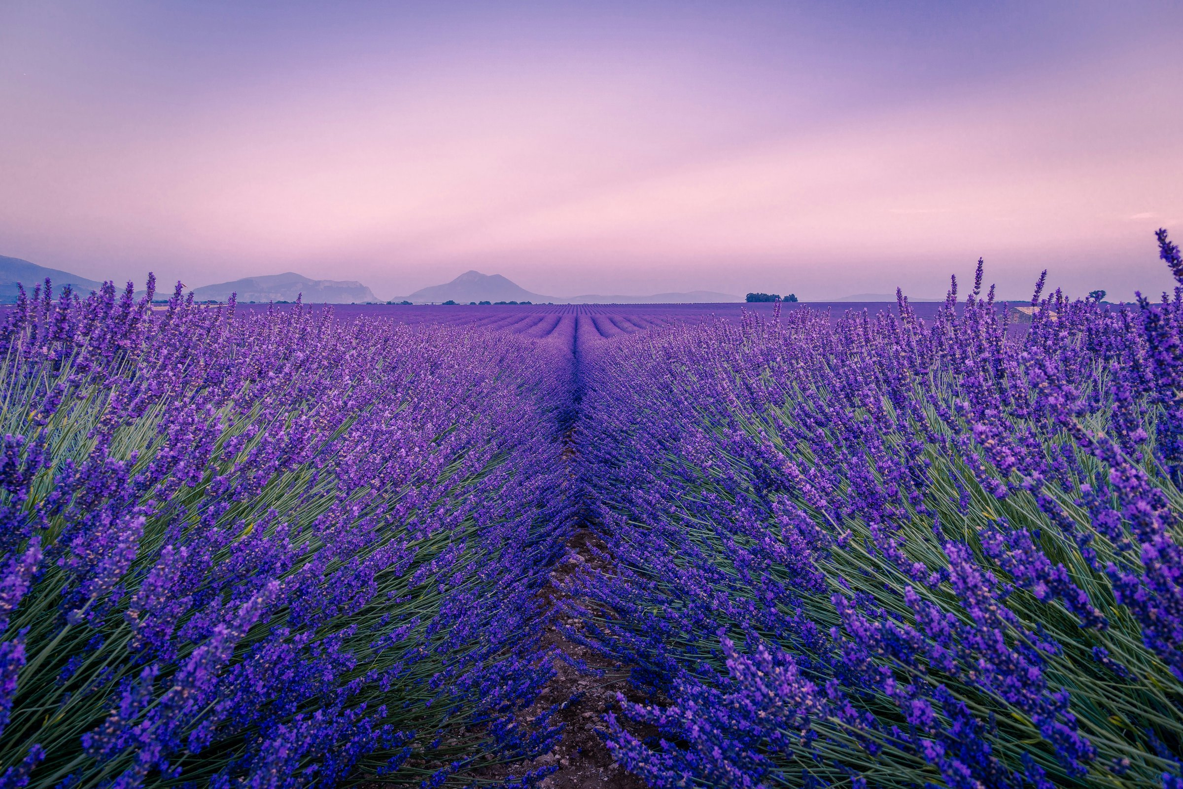 Champ de lavande en Provence